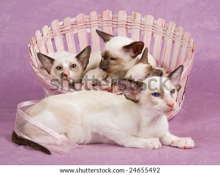 Cute pretty Siamese Oriental kittens in pink basket on pink background fabric