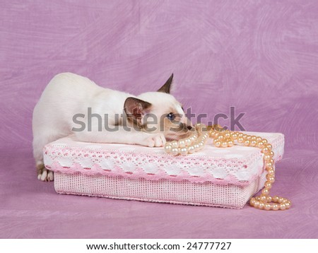 Cute pretty Oriental Siamese kitten on pink background with pink gift box and pearls