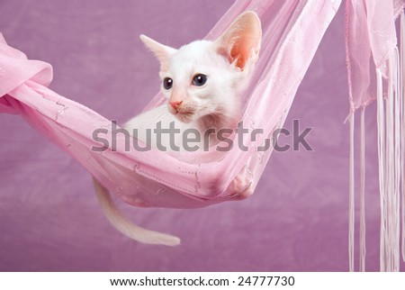 Cute pretty Oriental Siamese kitten on pink background, lying in pink fabric hammock