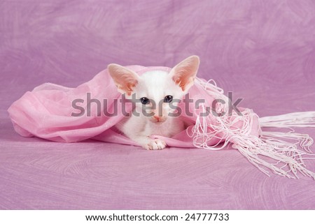 Cute pretty Oriental Siamese kitten on pink background, lying under pink fabric scarf