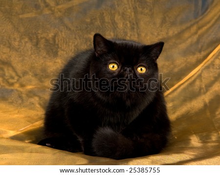 Beautiful pretty black copper eyed Persian Exotic cat on shiny bronze background fabric