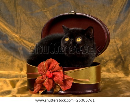 Beautiful pretty black copper eyed Persian Exotic cat, sitting inside gift box, on shiny bronze background fabric