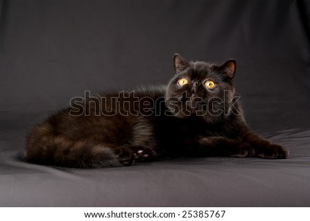 stock photo : Beautiful pretty black copper eyed Persian Exotic cat on black 