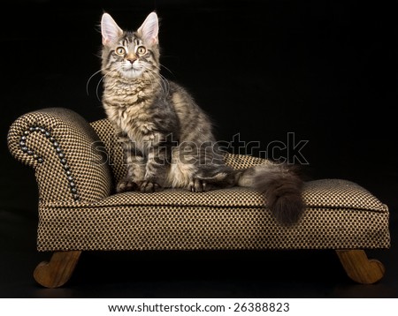 Maine Coon cat breeders