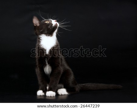 Kittens, black & white short