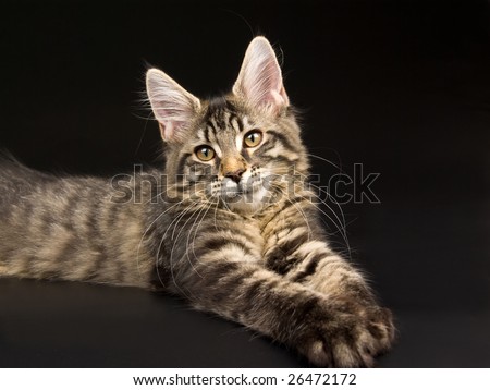 maine coon cat. lynx Maine Coon kitten