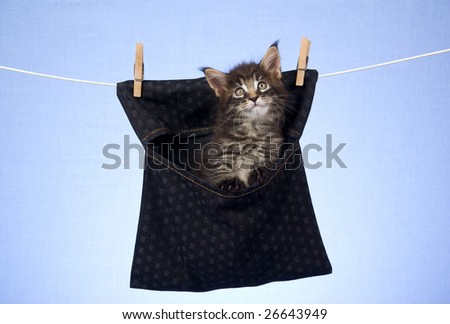 Cute and pretty Maine Coon MC kitten sitting inside black clothes peg bag on light blue background fabric