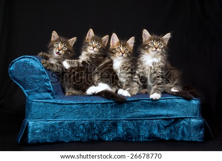 maine coon cat. Maine Coon kittens sitting