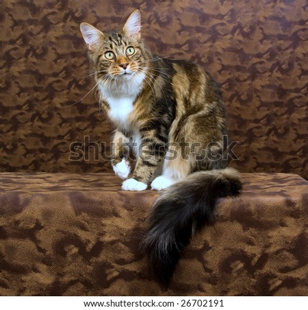Beautiful adult brown tabby and white Maine Coon sitting on brown patched leather background