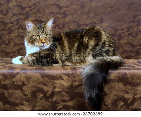 Beautiful adult brown tabby Maine Coon on patched leather background