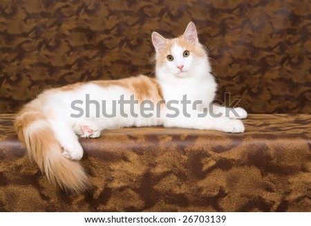 Beautiful juvenile red and white Norwegian Forest cat on patched brown leather background