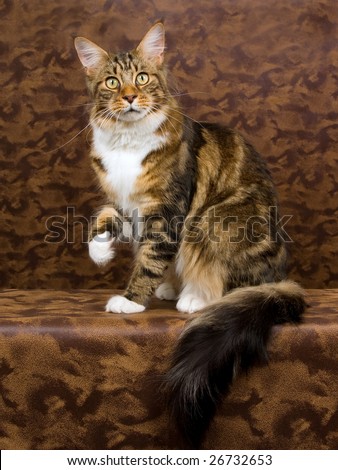 Beautiful adult brown tabby with white Maine Coon on patched brown leather background