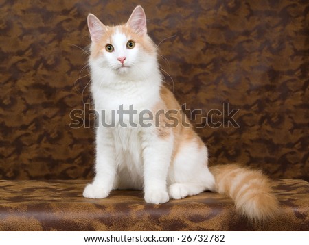 Pretty red and white juvenile Norwegian Forest Cat on brown patched leather background