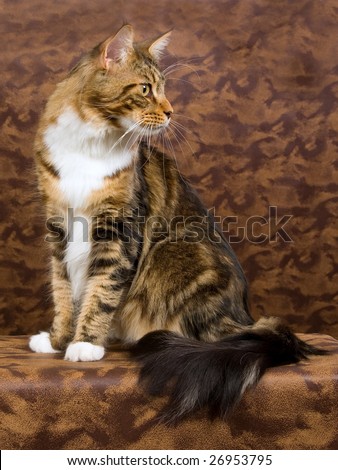 Adult Maine Coon brown tabby with white cat on brown patched leather background