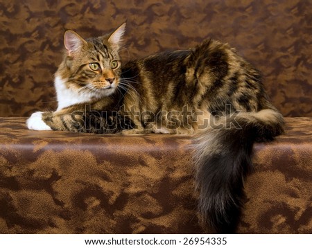 Maine Coon brown tabby with white adult cat on patched leather background