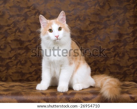 Norwegian Forest Cat red and white juvenile cat on patched leather background