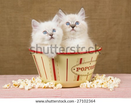 2 Cute Ragdoll kittens sitting inside popcorn bowl with popcorn