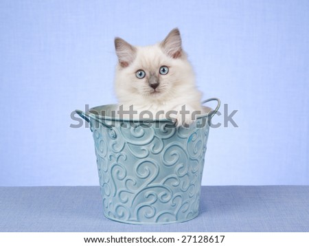 Ragdoll kitten sitting inside blue pail bucket on blue background