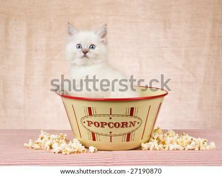 Cute Ragdoll kitten sitting in popcorn bowl with popcorn