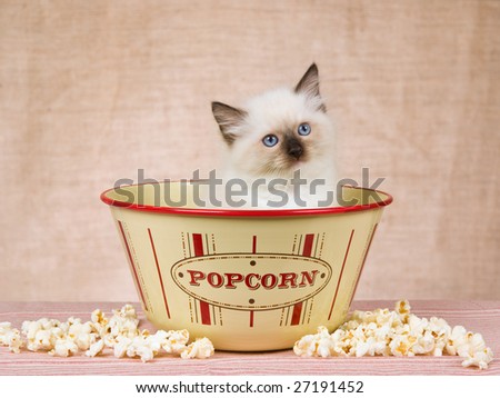 Cute Ragdoll kitten sitting inside popcorn bowl with popcorn