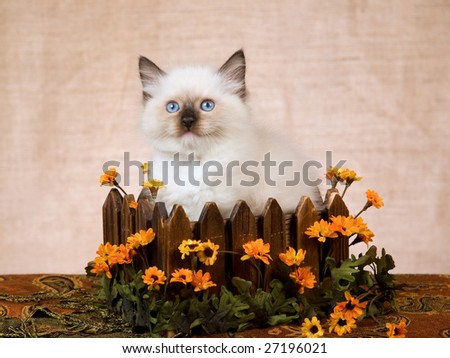 Cute Ragdoll kitten sitting in wooden box with orange daisies flowers