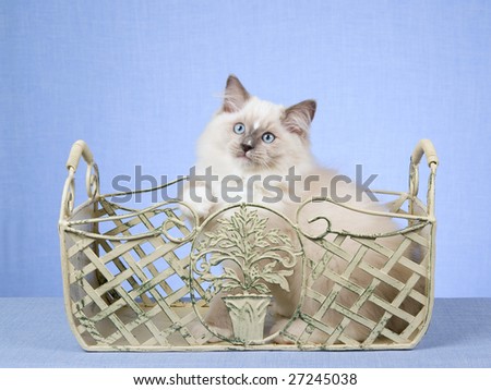Cute Ragdoll kitten sitting inside wrought iron planter container on blue background