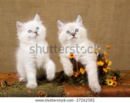 2 Cute Ragdoll kittens with wooden planter box decorated with orange daisies flowers