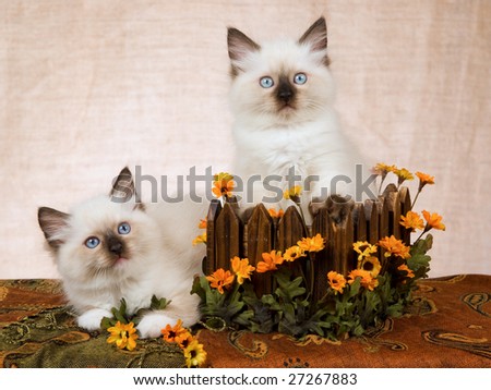 2 Cute Ragdoll kittens with wooden planter decorated with orange daisies flowers
