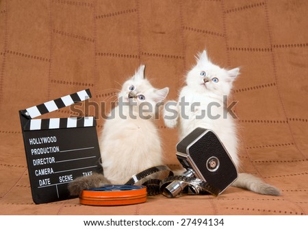 2 Cute Ragdoll kittens with vintage movie camera, movie clipboard and reel of film, on brown suede background