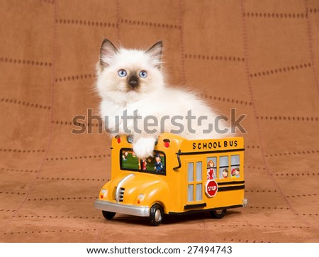 Cute Ragdoll kitten sitting inside miniature yellow school bus on brown suede background
