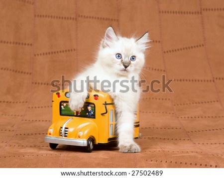 Ragdoll kitten sitting inside miniature yellow school bus on brown suede background