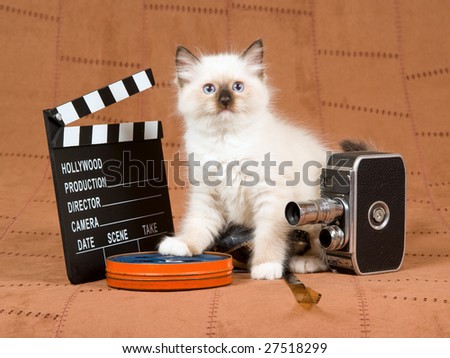 Cute Ragdoll kitten with vintage movie camera, reel of film and movie clipboard on brown suede background