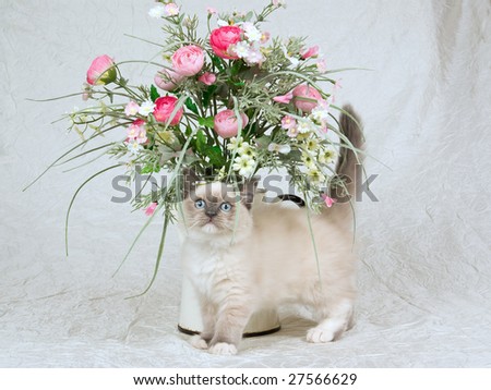 Cute Ragdoll kitten on cream white taffeta with pink floral arrangement bouquet