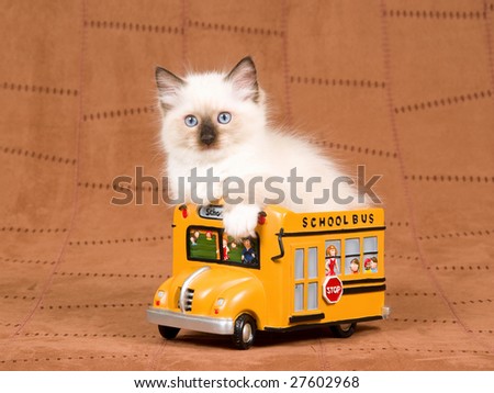 Cute Ragdoll kitten sitting inside miniature yellow school bus on brown suede background