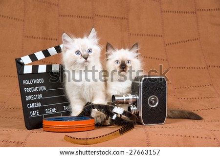 Pretty Ragdoll kitten with movie clipboard, vintage film camera, reel of film, on brown suede background