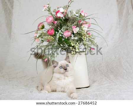 Cute Ragdoll kitten on cream white taffeta with vintage jug of pink floral bouquet arrangement