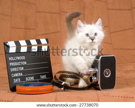 Pretty Ragdoll kitten with vintage film camera, clapperboard, reel of film, movie clipboard, on brown suede