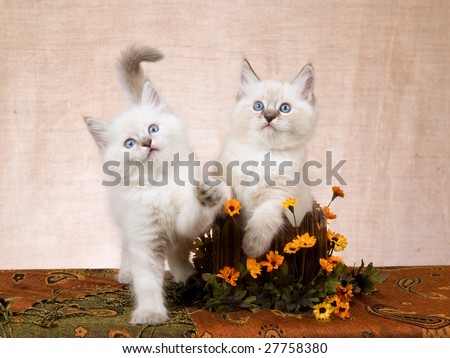 2 Cute Ragdoll kittens in wooden box decorated with orange yellow daisies
