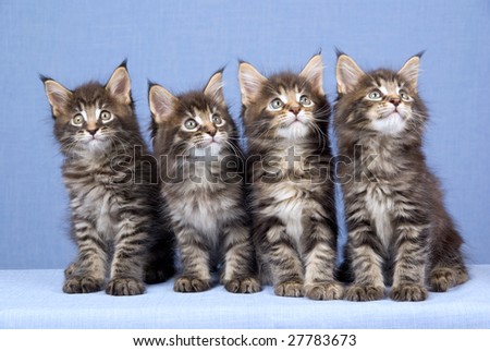maine coon cat. stock photo : 4 Maine Coon