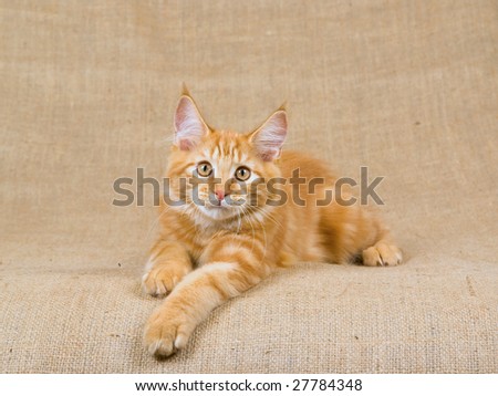 [Gezocht] Kleine pluizebollen FxF Stock-photo-young-maine-coon-red-tabby-cat-lying-on-hessian-burlap-background-27784348