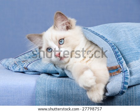 Beautiful Ragdoll kitten lying inside denims jeans on blue background