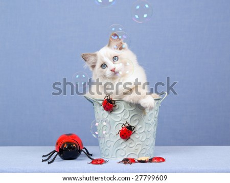 Ragdoll kitten sitting inside blue pail bucket with red ladybirds bugs on blue background