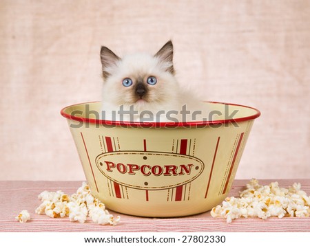 Pretty Ragdoll kitten sitting inside popcorn bowl with popcorn on surface