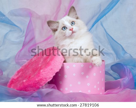 Pretty Ragdoll kitten sitting inside cerise pink round gift box, lid covered with faux fake fur