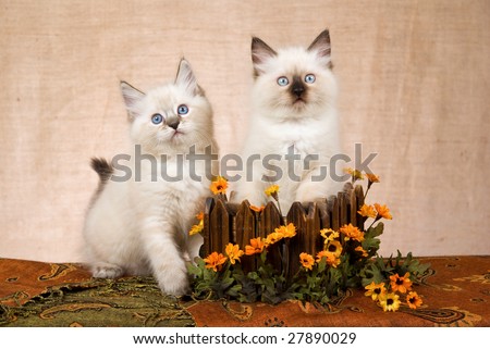 2 Cute Ragdoll kittens in wooden box with orange daisies flowers