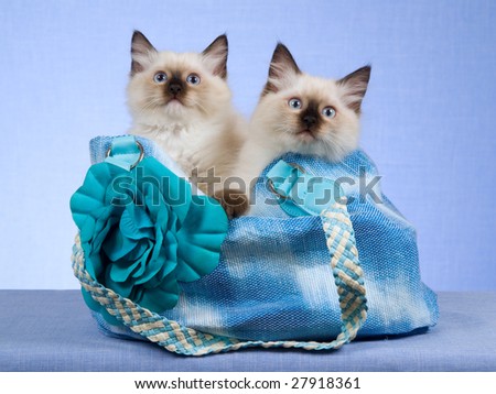 2 Pretty Ragdoll kittens sitting inside blue handbag purse on blue background