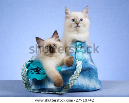 stock photo : 2 Cute Ragdoll kittens sitting inside blue handbag on blue background