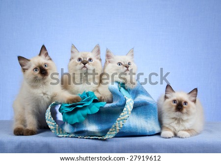 Ragdoll kittens in blue