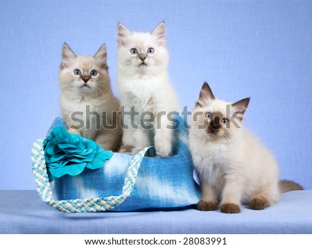 stock photo : 3 Pretty Ragdoll kittens sitting inside blue handbag purse on blue background 2011