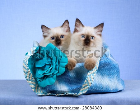 stock photo : 2 Pretty Ragdoll kittens sitting inside blue handbag purse on blue background